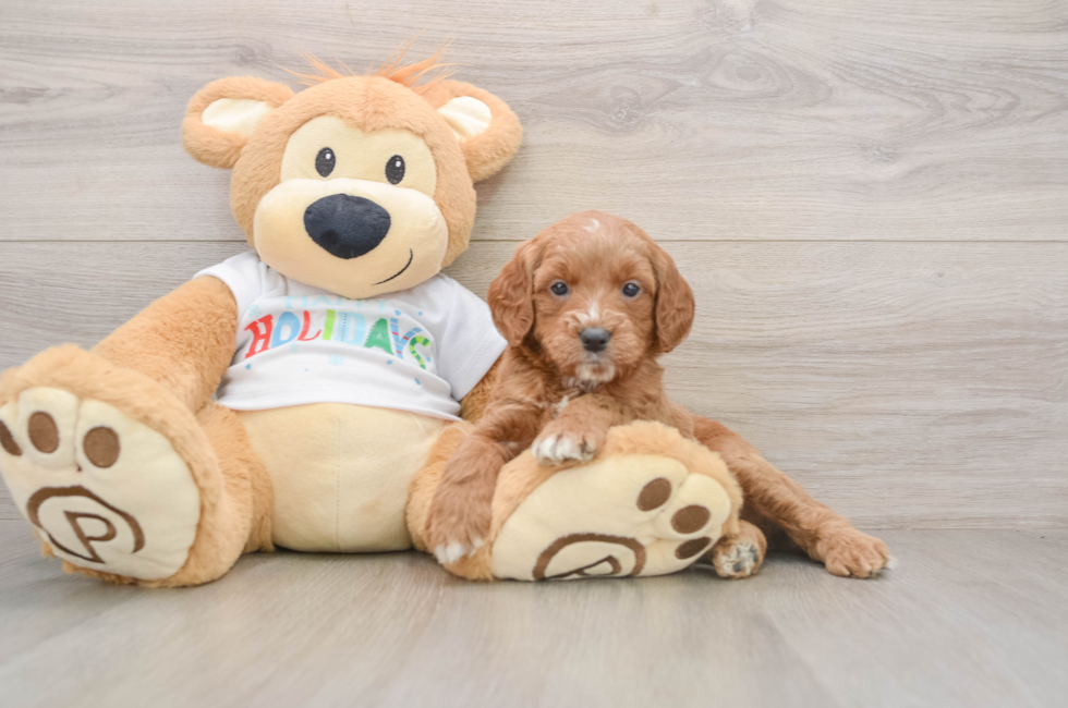 5 week old Mini Goldendoodle Puppy For Sale - Pilesgrove Pups
