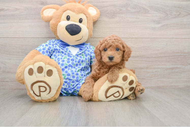 Fluffy Mini Goldendoodle Poodle Mix Pup