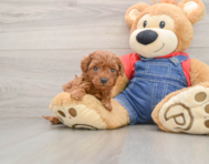 8 week old Mini Goldendoodle Puppy For Sale - Pilesgrove Pups
