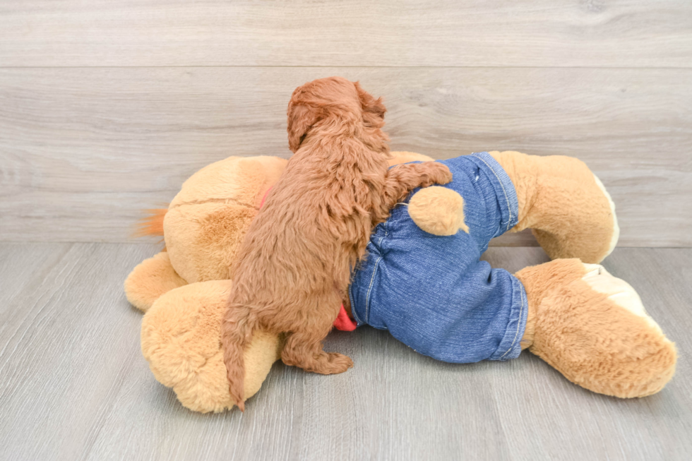 Sweet Mini Goldendoodle Baby