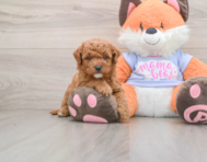7 week old Mini Goldendoodle Puppy For Sale - Pilesgrove Pups