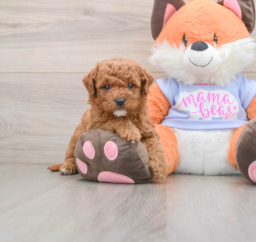 7 week old Mini Goldendoodle Puppy For Sale - Pilesgrove Pups