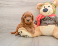 7 week old Mini Goldendoodle Puppy For Sale - Pilesgrove Pups