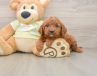 7 week old Mini Goldendoodle Puppy For Sale - Pilesgrove Pups