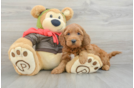 Sweet Mini Goldendoodle Baby