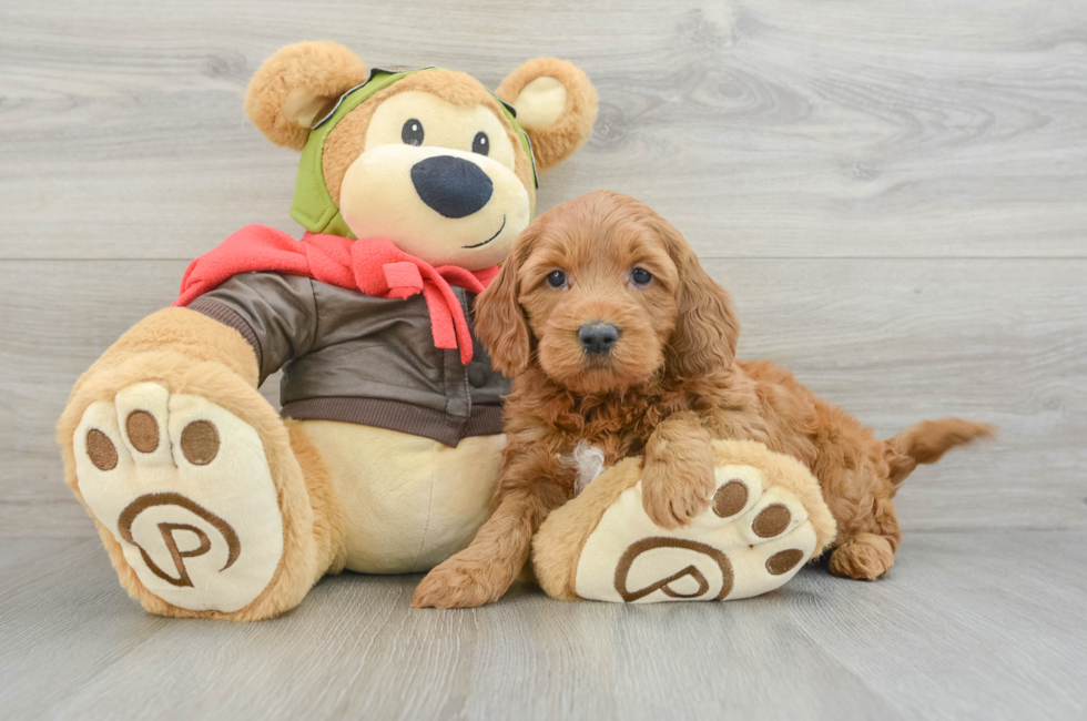 5 week old Mini Goldendoodle Puppy For Sale - Pilesgrove Pups