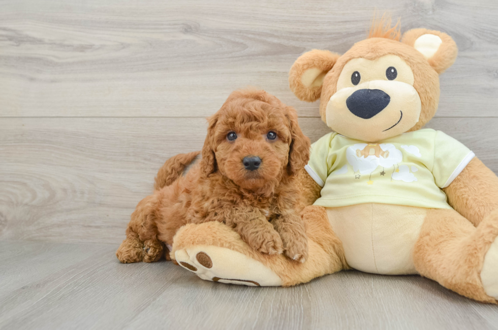 7 week old Mini Goldendoodle Puppy For Sale - Pilesgrove Pups