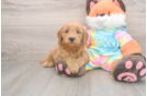 Popular Mini Goldendoodle Poodle Mix Pup