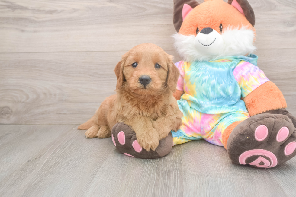 Popular Mini Goldendoodle Poodle Mix Pup