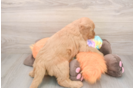 Funny Mini Goldendoodle Poodle Mix Pup