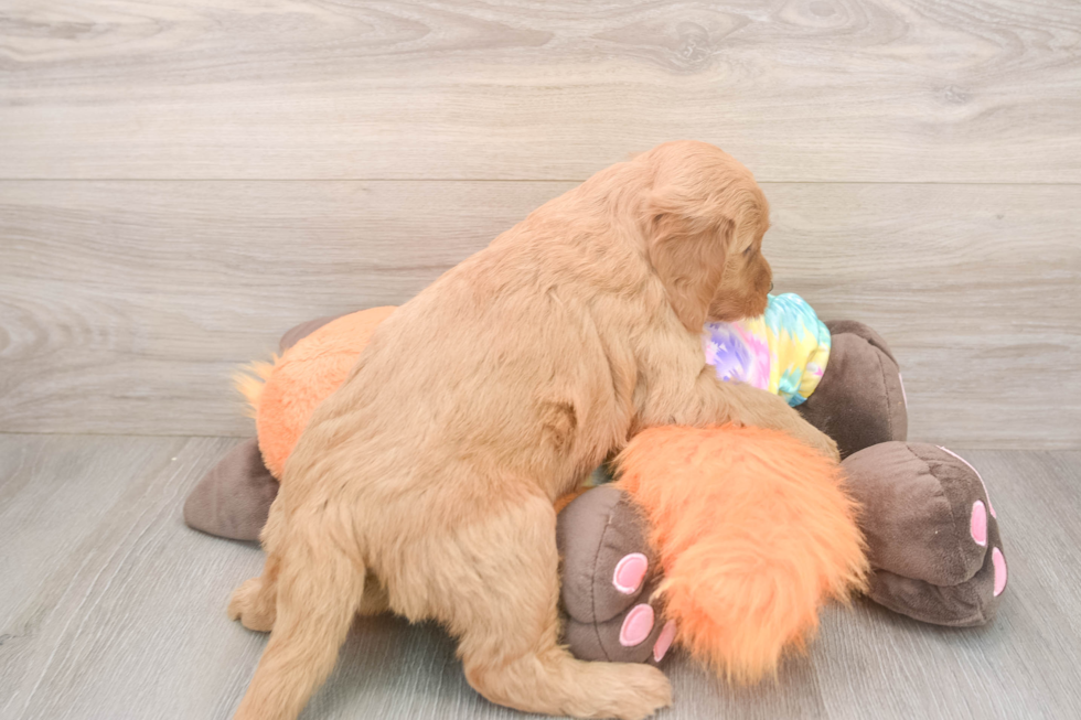 Funny Mini Goldendoodle Poodle Mix Pup