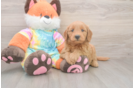 Mini Goldendoodle Puppy for Adoption