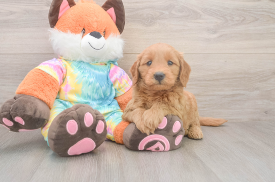 Mini Goldendoodle Puppy for Adoption