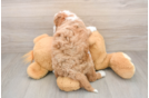 Petite Mini Goldendoodle Poodle Mix Pup