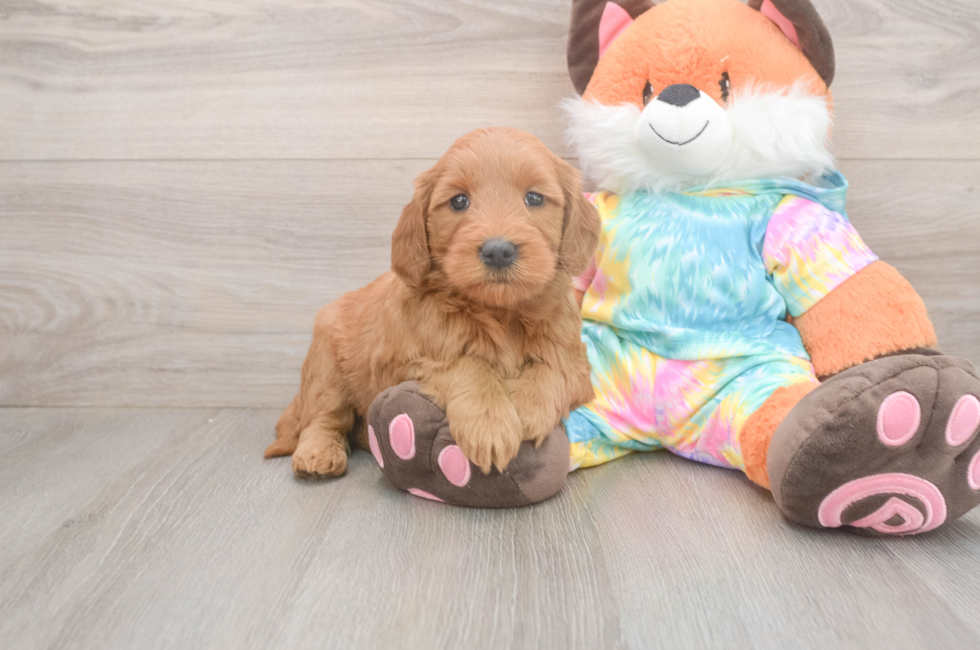 5 week old Mini Goldendoodle Puppy For Sale - Pilesgrove Pups