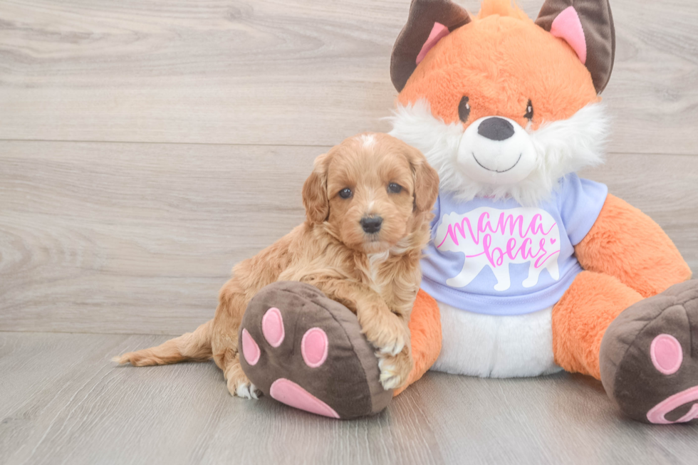 Meet Astrid - our Mini Goldendoodle Puppy Photo  2/3 - Pilesgrove Pups Small Mini Goldendoodle Baby