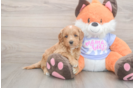 Meet Astrid - our Mini Goldendoodle Puppy Photo  2/3 - Pilesgrove Pups Small Mini Goldendoodle Baby