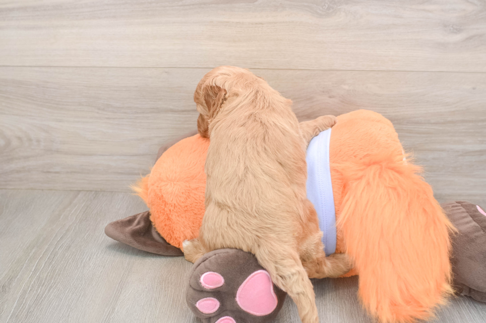 Meet Astrid - our Mini Goldendoodle Puppy Photo  3/3 - Pilesgrove Pups Sweet Mini Goldendoodle Baby