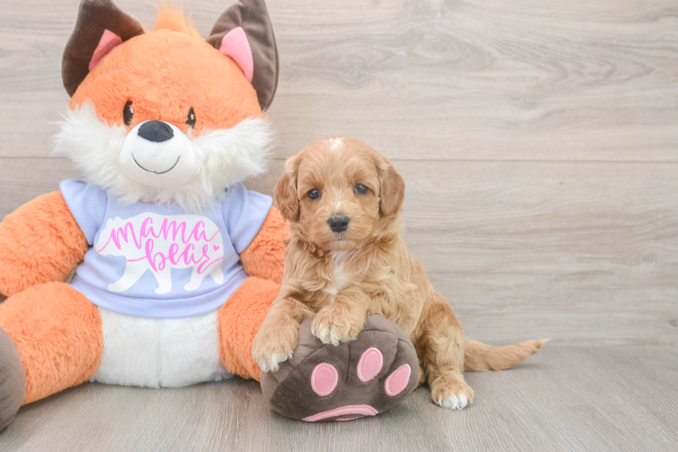 Meet Astrid - our Mini Goldendoodle Puppy Photo  1/3 - Pilesgrove Pups Fluffy Mini Goldendoodle Poodle Mix Pup