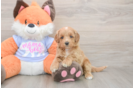 Meet Astrid - our Mini Goldendoodle Puppy Photo  1/3 - Pilesgrove Pups Fluffy Mini Goldendoodle Poodle Mix Pup