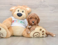 7 week old Mini Goldendoodle Puppy For Sale - Pilesgrove Pups