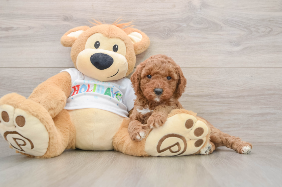 5 week old Mini Goldendoodle Puppy For Sale - Pilesgrove Pups