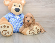 8 week old Mini Goldendoodle Puppy For Sale - Pilesgrove Pups