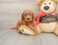 7 week old Mini Goldendoodle Puppy For Sale - Pilesgrove Pups