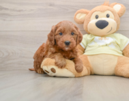 7 week old Mini Goldendoodle Puppy For Sale - Pilesgrove Pups