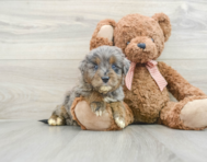 7 week old Mini Goldendoodle Puppy For Sale - Pilesgrove Pups