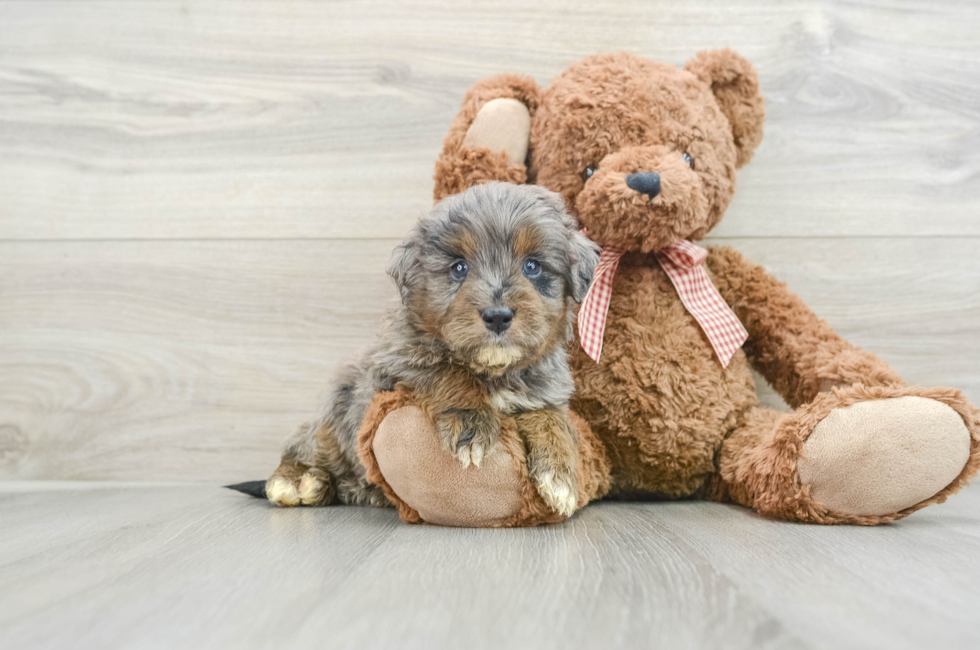 5 week old Mini Goldendoodle Puppy For Sale - Pilesgrove Pups