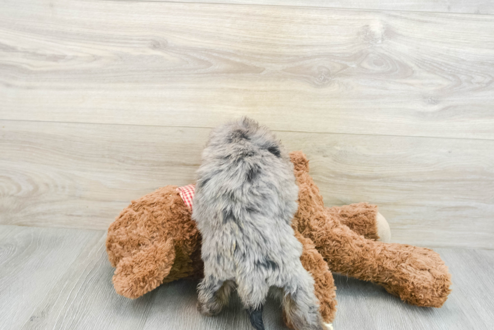 Cute Mini Goldendoodle Baby