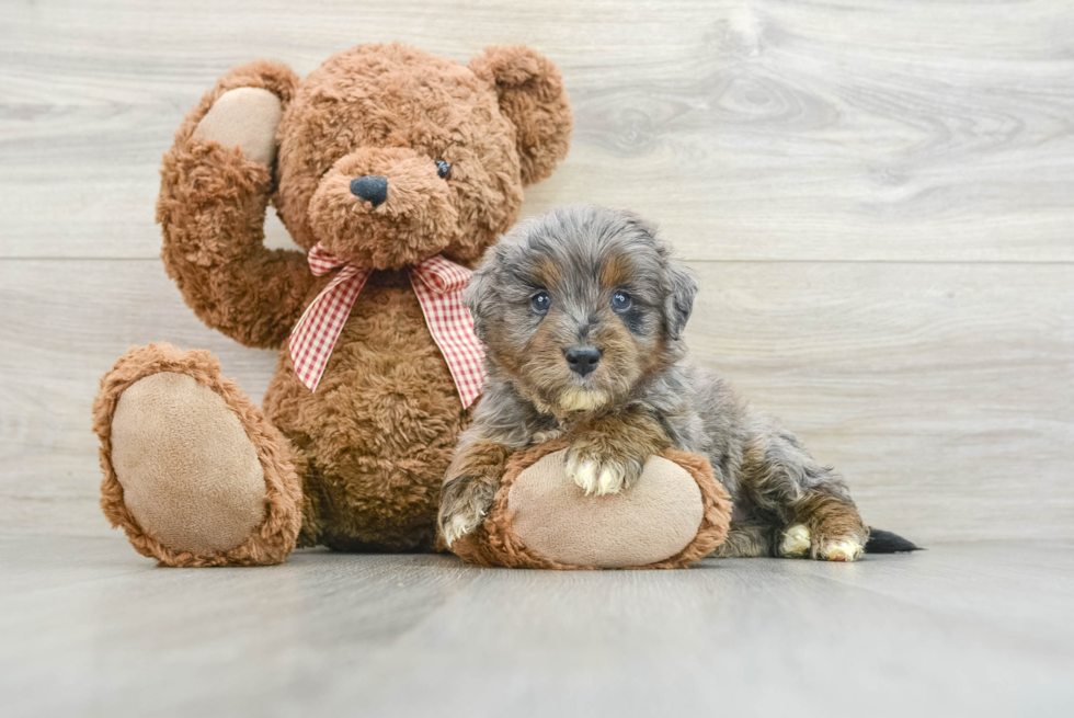 Best Mini Goldendoodle Baby