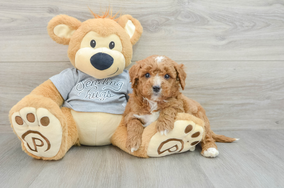 6 week old Mini Goldendoodle Puppy For Sale - Pilesgrove Pups