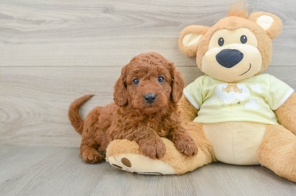 7 week old Mini Goldendoodle Puppy For Sale - Pilesgrove Pups