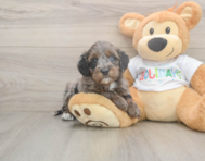 6 week old Mini Goldendoodle Puppy For Sale - Pilesgrove Pups
