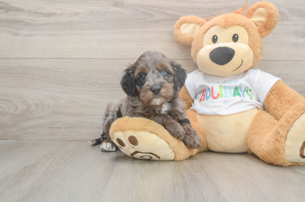5 week old Mini Goldendoodle Puppy For Sale - Pilesgrove Pups