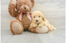 Friendly Mini Goldendoodle Baby