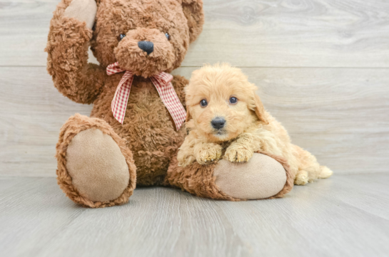 Friendly Mini Goldendoodle Baby