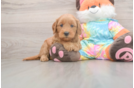 Friendly Mini Goldendoodle Baby