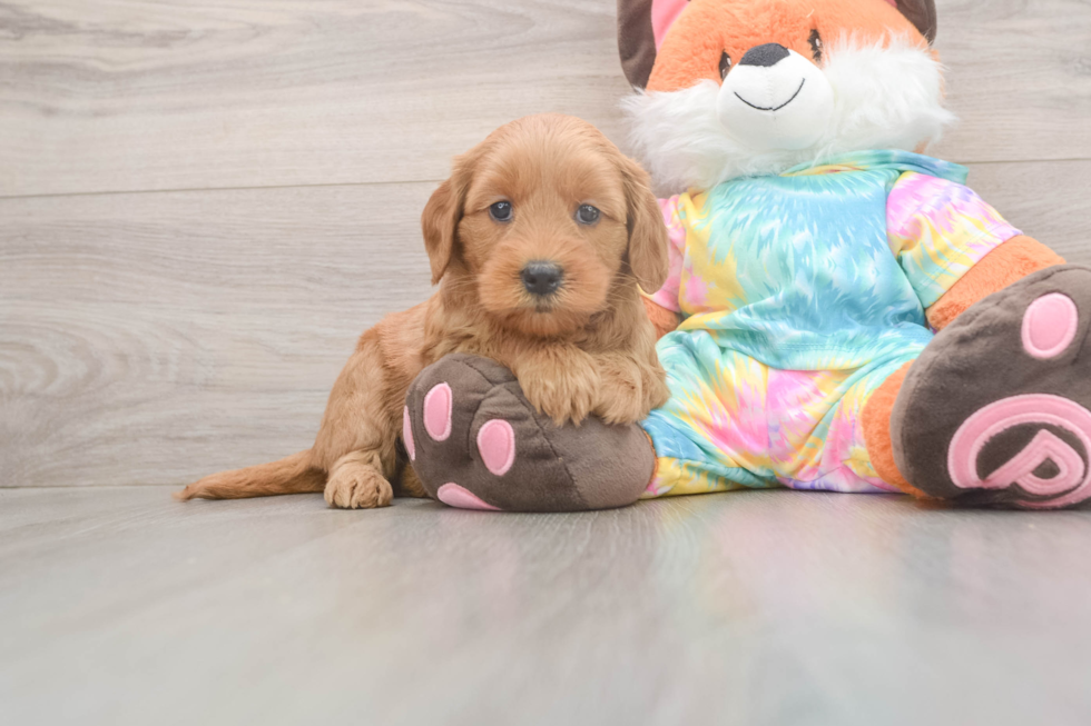 Friendly Mini Goldendoodle Baby