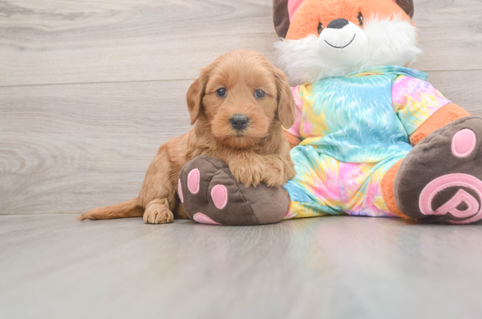 5 week old Mini Goldendoodle Puppy For Sale - Pilesgrove Pups