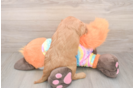 Sweet Mini Goldendoodle Baby