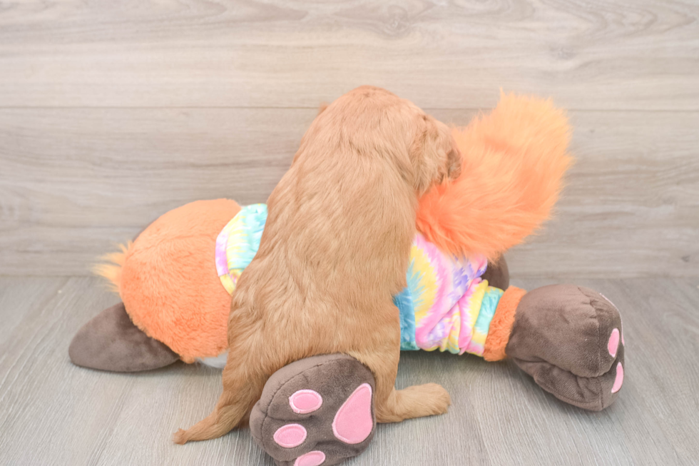 Sweet Mini Goldendoodle Baby