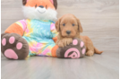 Best Mini Goldendoodle Baby