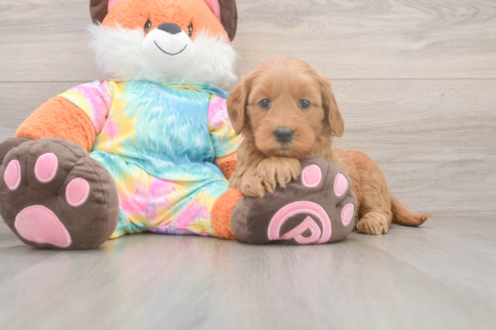 Best Mini Goldendoodle Baby