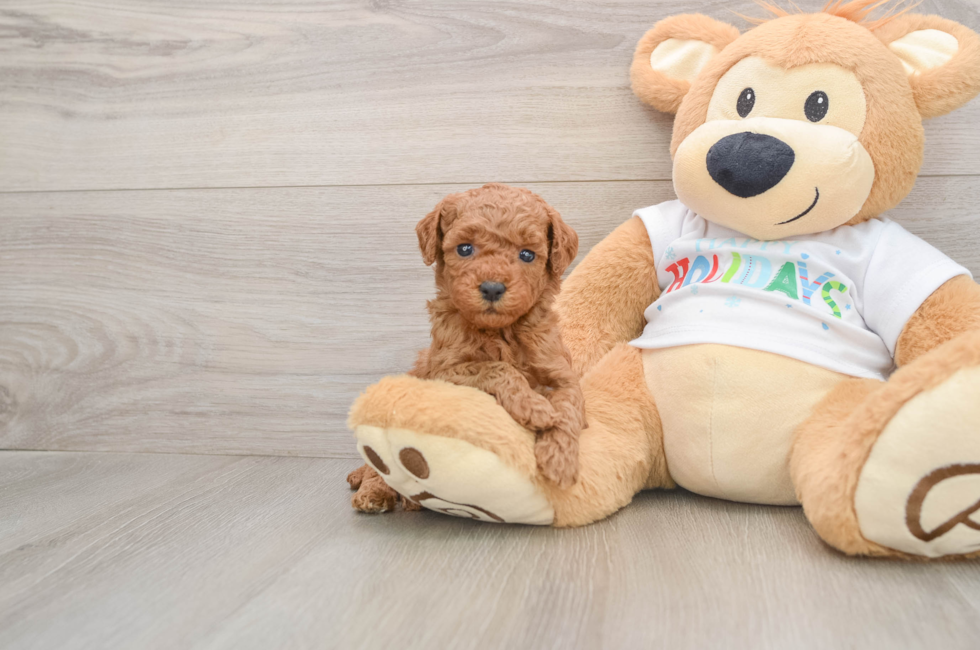 5 week old Mini Goldendoodle Puppy For Sale - Pilesgrove Pups