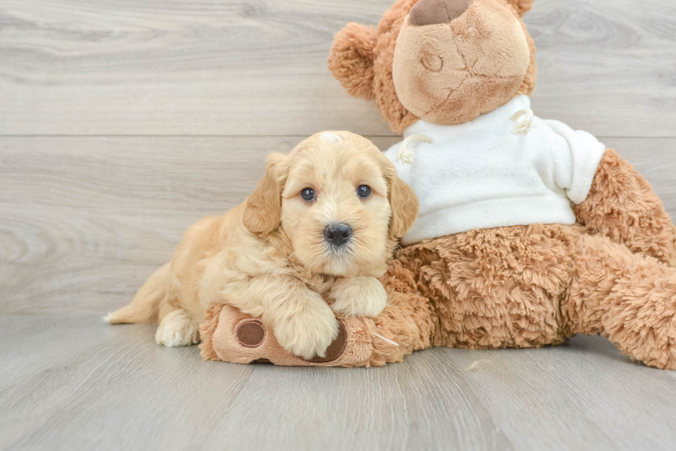 Popular Mini Goldendoodle Poodle Mix Pup