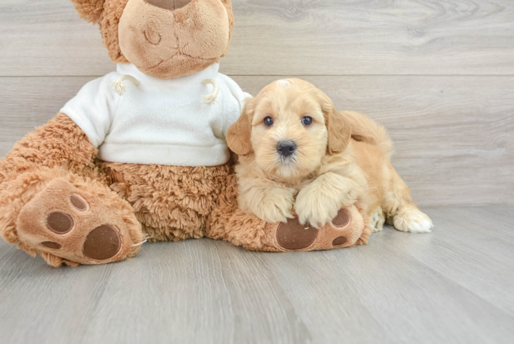 Funny Mini Goldendoodle Poodle Mix Pup