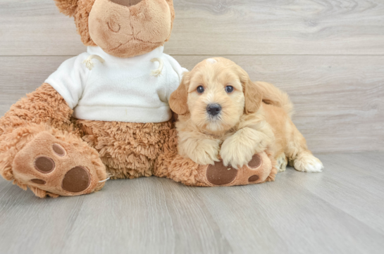 Funny Mini Goldendoodle Poodle Mix Pup